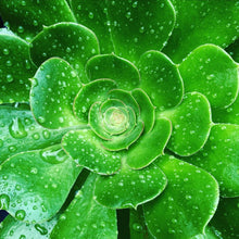 Load image into Gallery viewer, Druzy Quartz Sterling Silver Ring